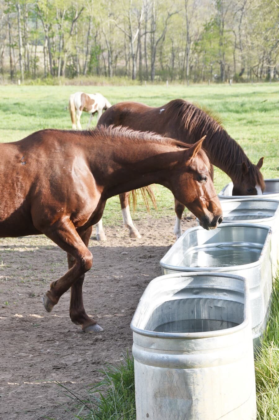 Monera Blue ANIMAL CARE – Bild 5