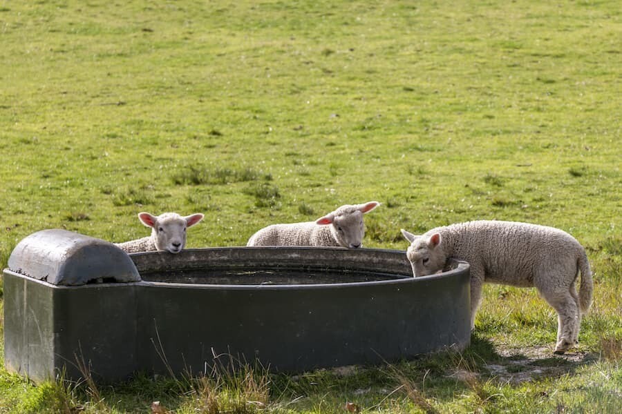 Monera Blue ANIMAL CARE – Bild 6