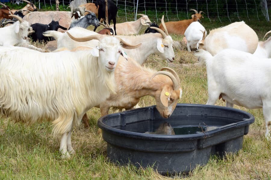 Monera Blue ANIMAL CARE – Bild 9