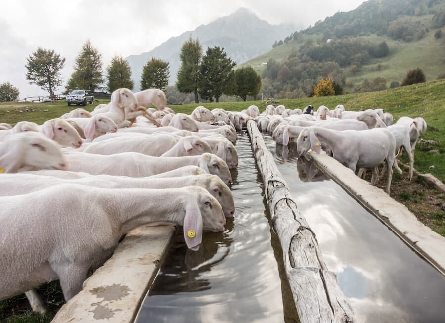 Monera Blue ANIMAL CARE – Bild 12